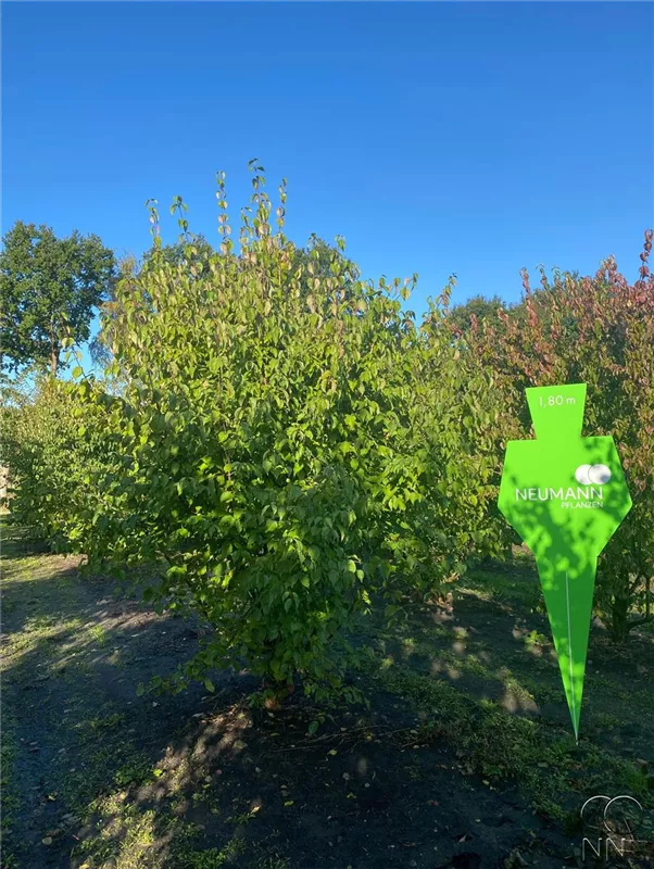 Cornus mas