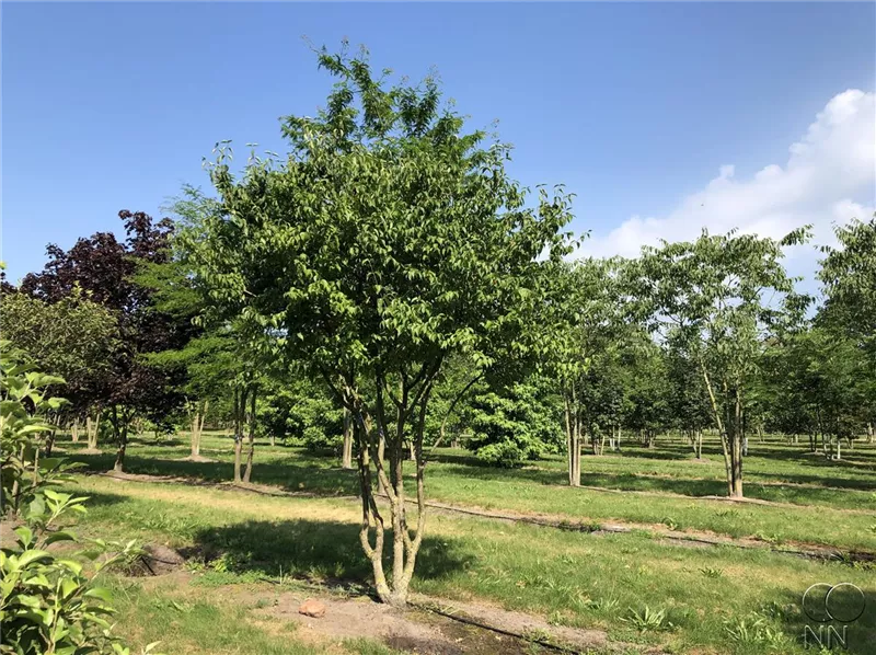 Cornus mas