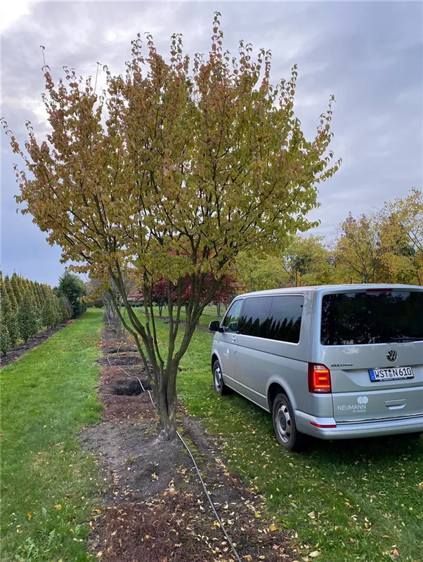 Cornus mas