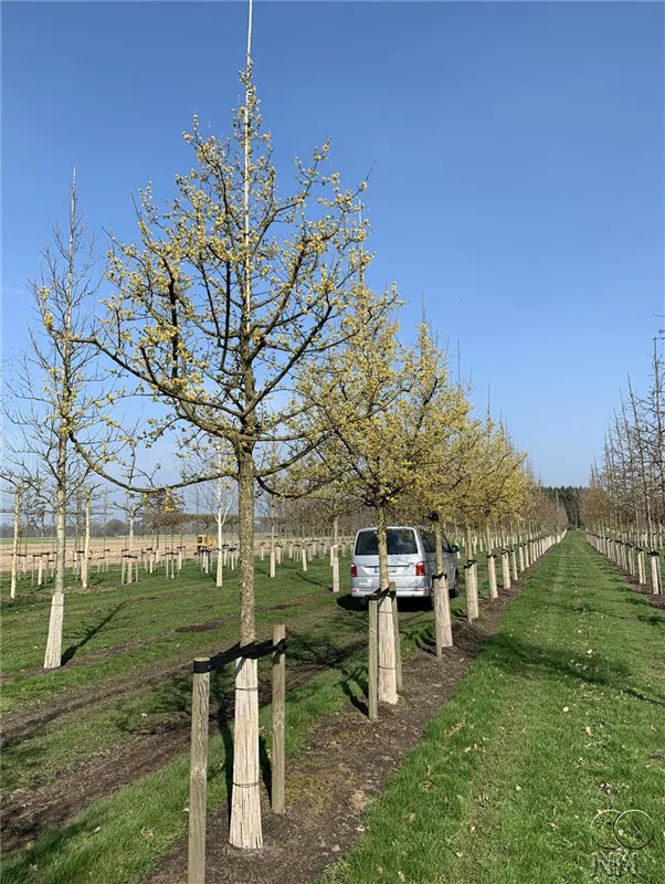 Cornus mas