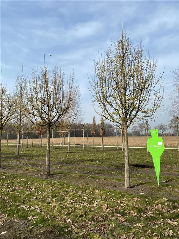 Cornus mas