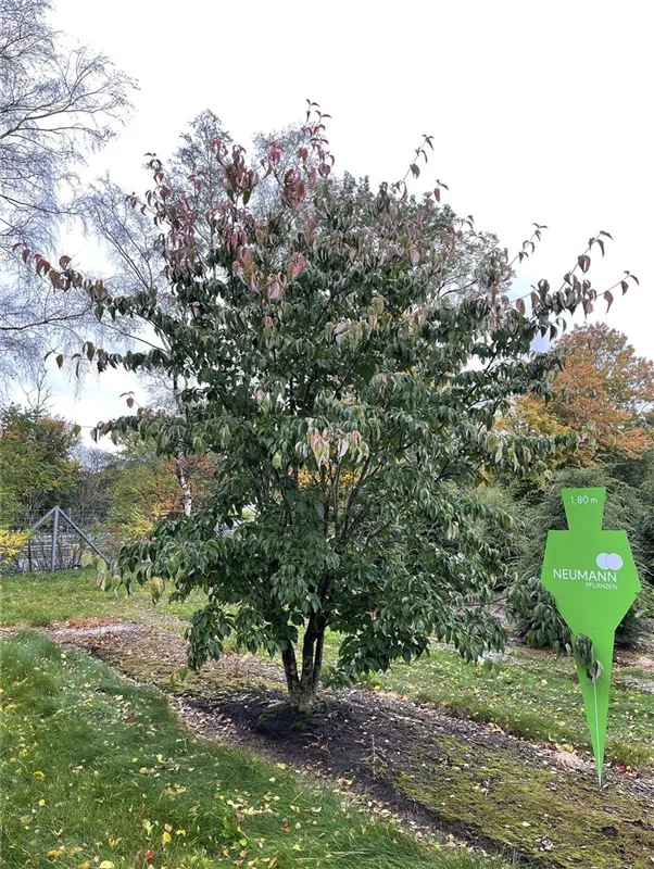 Cornus 'Stellar Pink' -R-