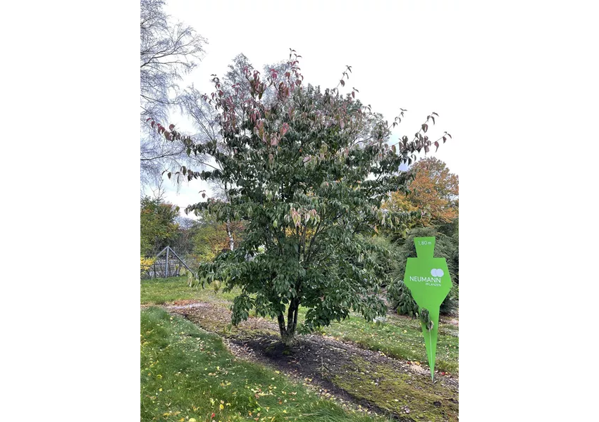 Jap.Blumen-Hartriegel 'Stellar Pink' -R-