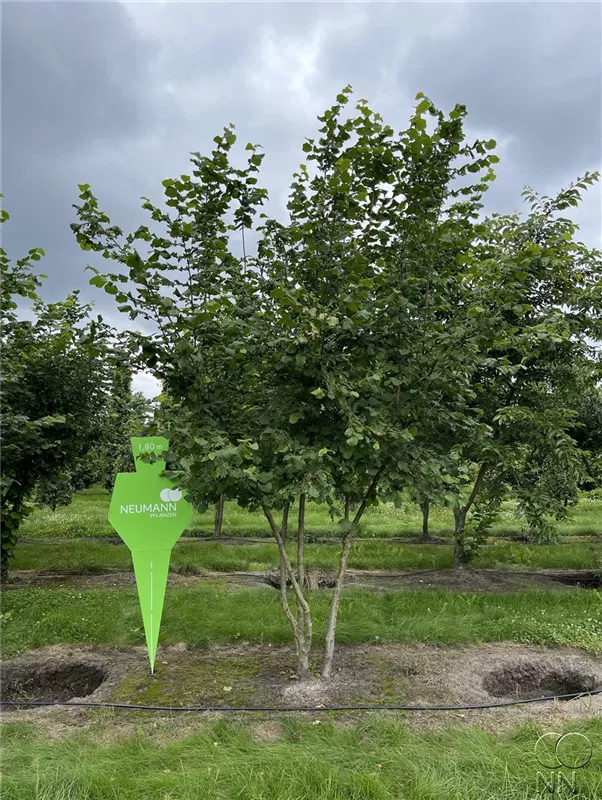 Corylus av.'Halle'sche Riesennuss' CAC