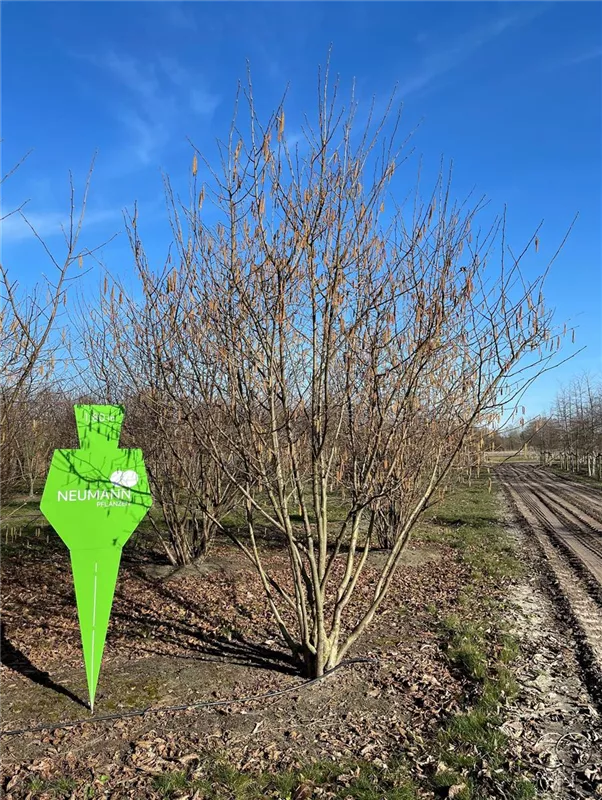 Corylus av.'Halle'sche Riesennuss' CAC