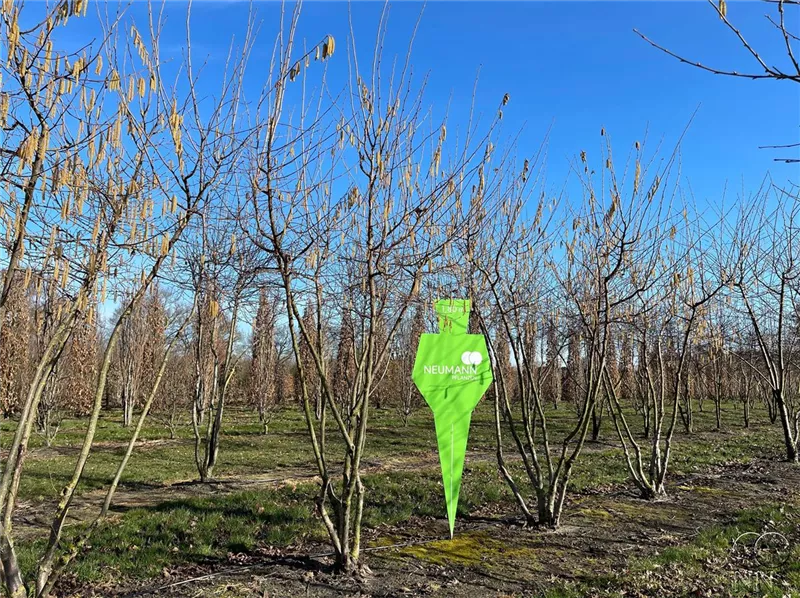 Corylus av.'Halle'sche Riesennuss' CAC