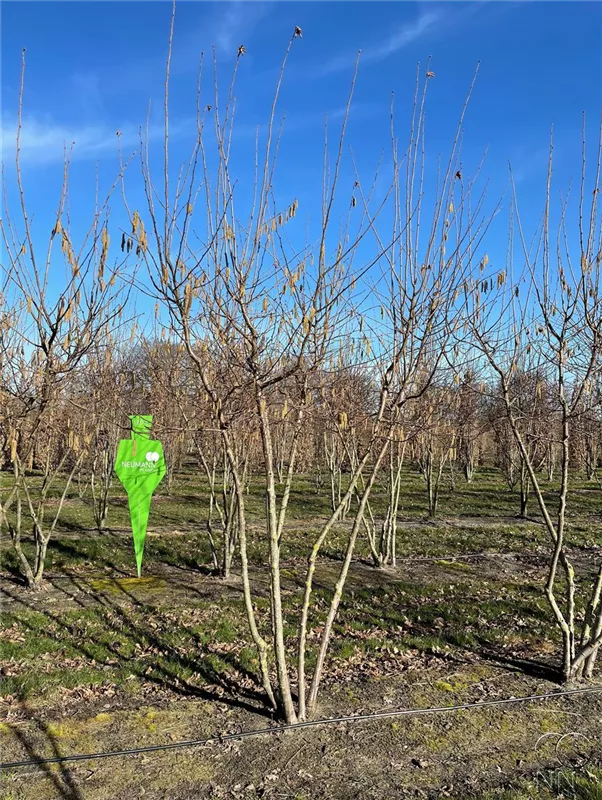 Corylus av.'Halle'sche Riesennuss' CAC