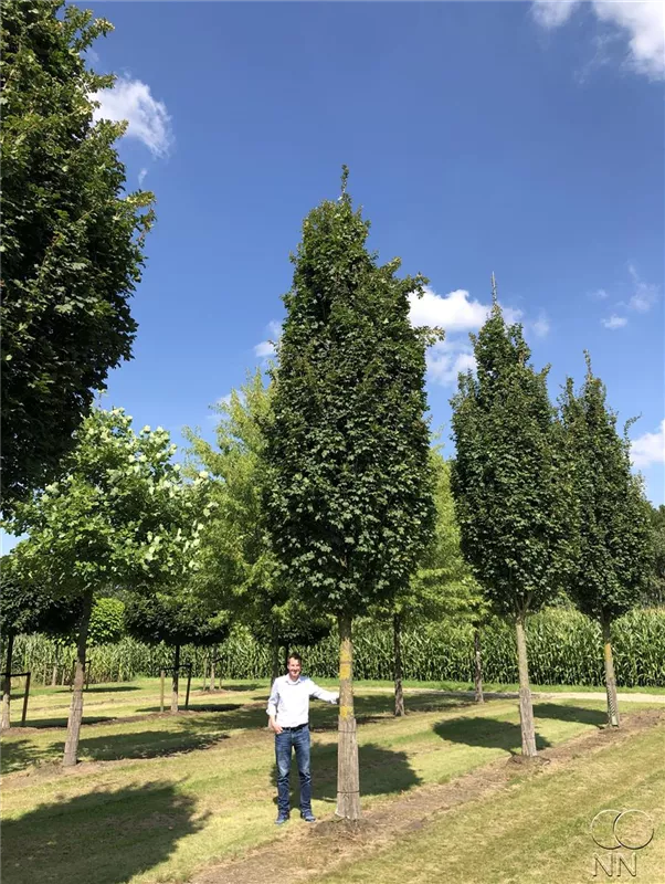 Acer campestre 'Green Column'