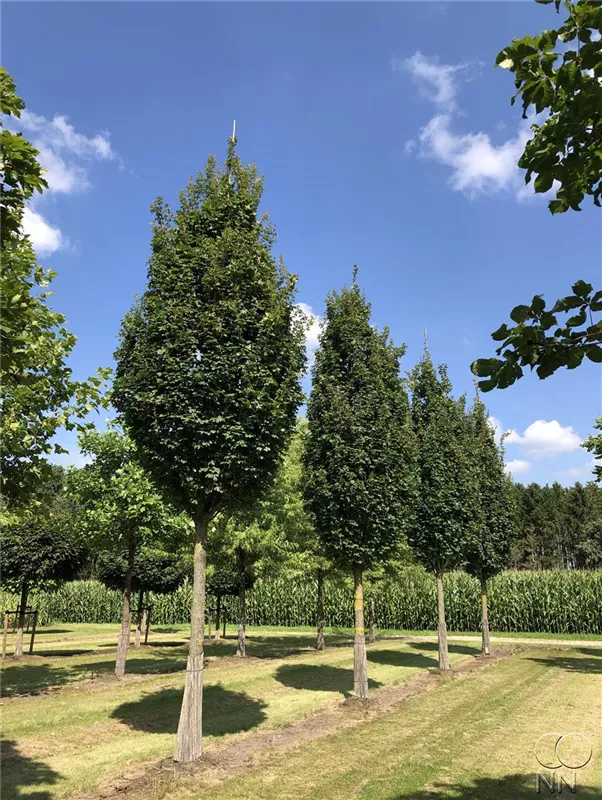 Acer campestre 'Green Column'