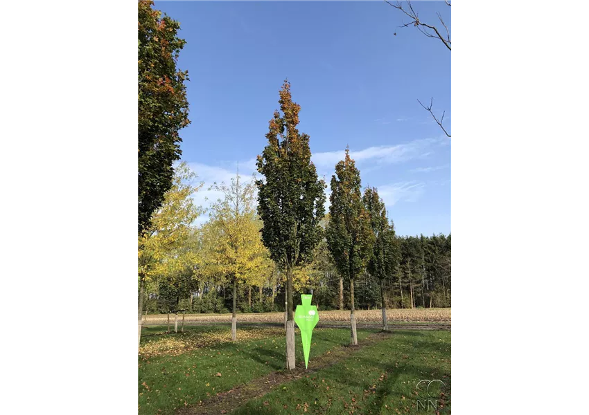 Feldahorn 'Green Column'