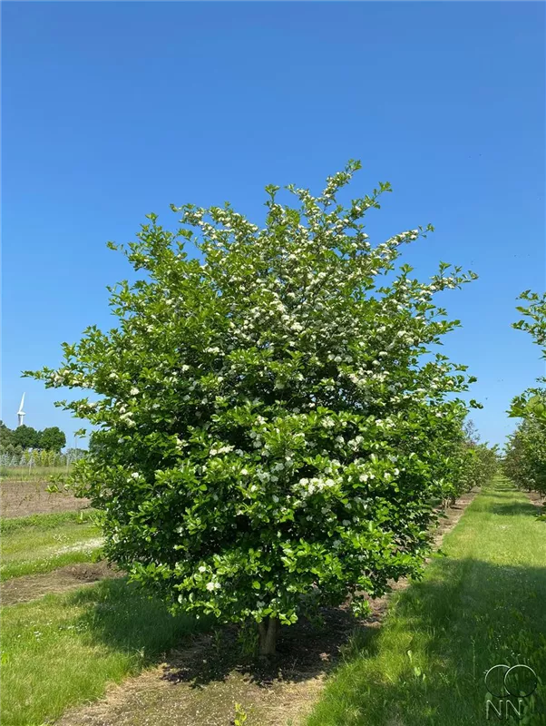 Crataegus prunifolia