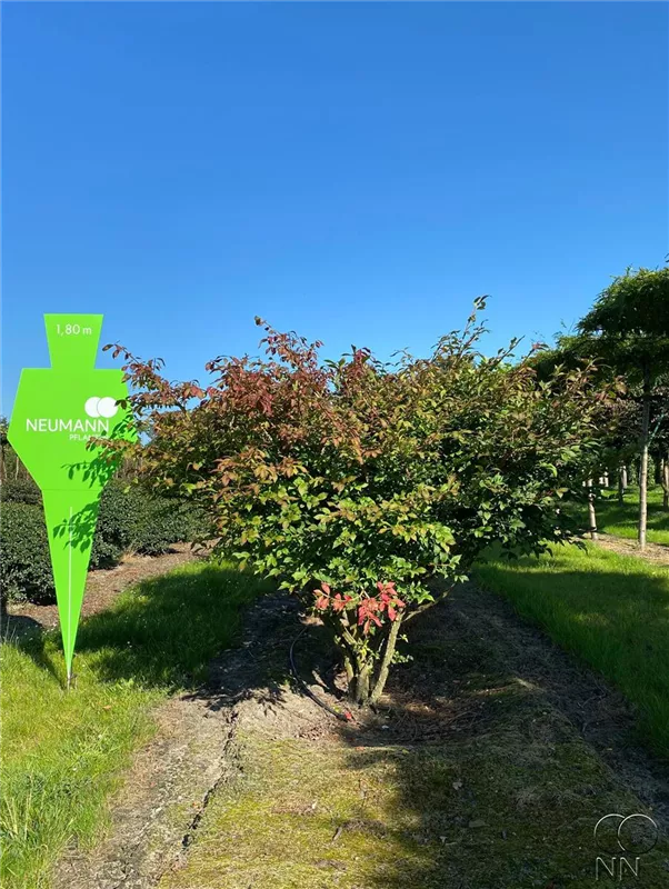 Euonymus alatus