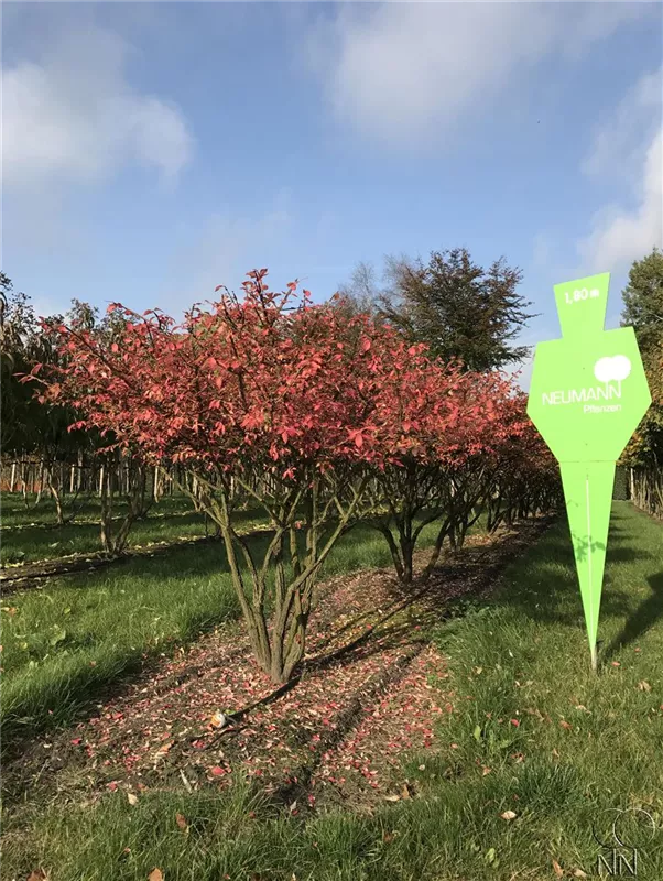 Euonymus alatus
