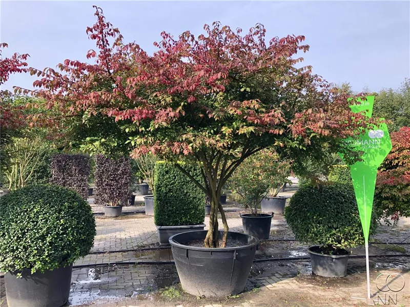 Euonymus alatus