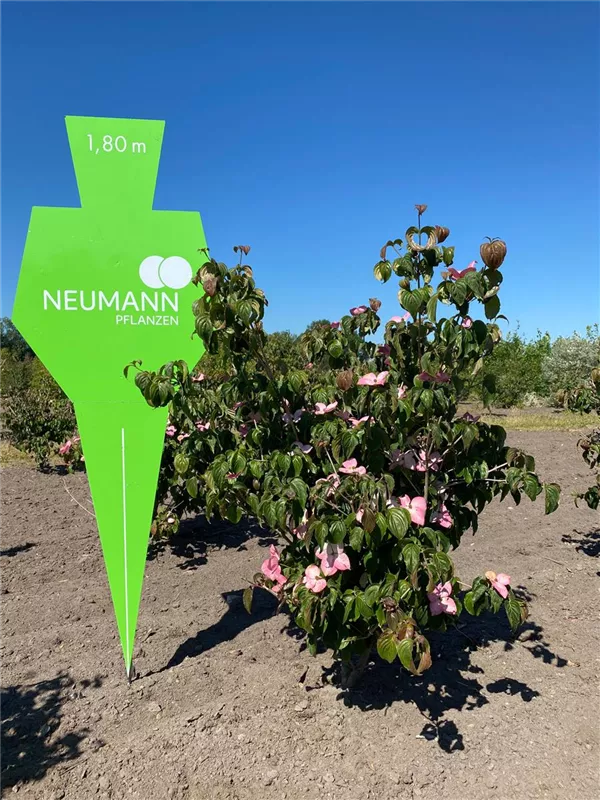 Cornus kousa 'Satomi'