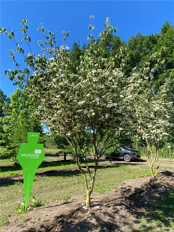 Cornus kousa chinensis 'China Girl'