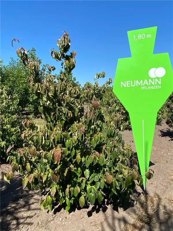 Cornus kousa chinensis