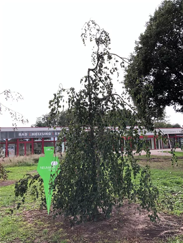 Fagus sylvatica 'Pendula'