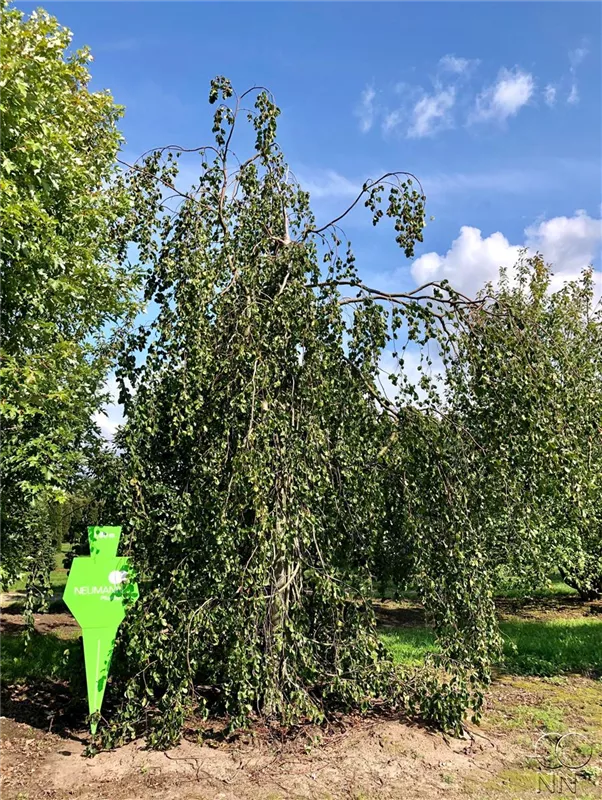 Fagus sylvatica 'Pendula'
