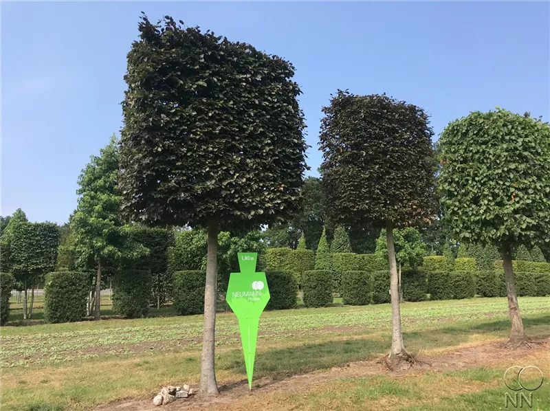 Fagus sylvatica purpurea