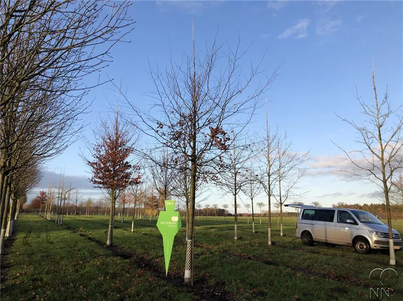 Fagus sylvatica purpurea