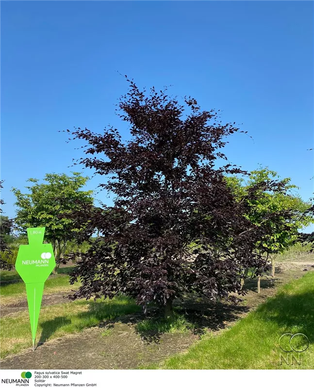 Fagus sylvatica 'Swat Magret'