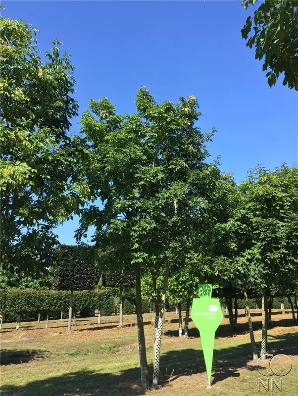 Fraxinus ornus