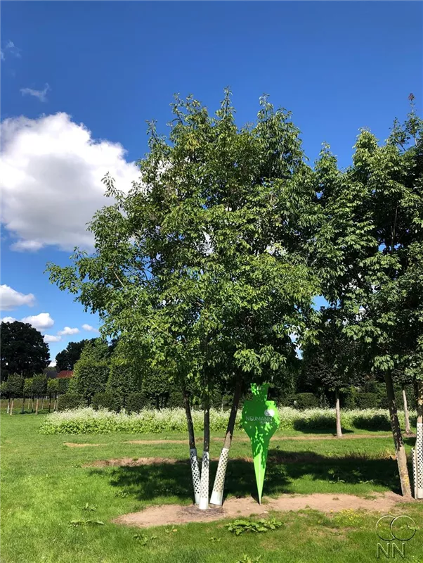 Fraxinus ornus