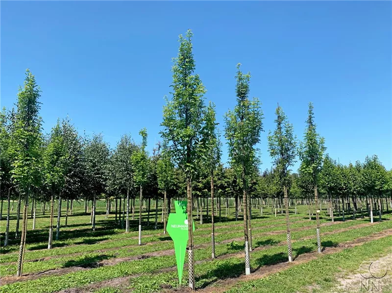 Fraxinus ornus 'Obelisk'