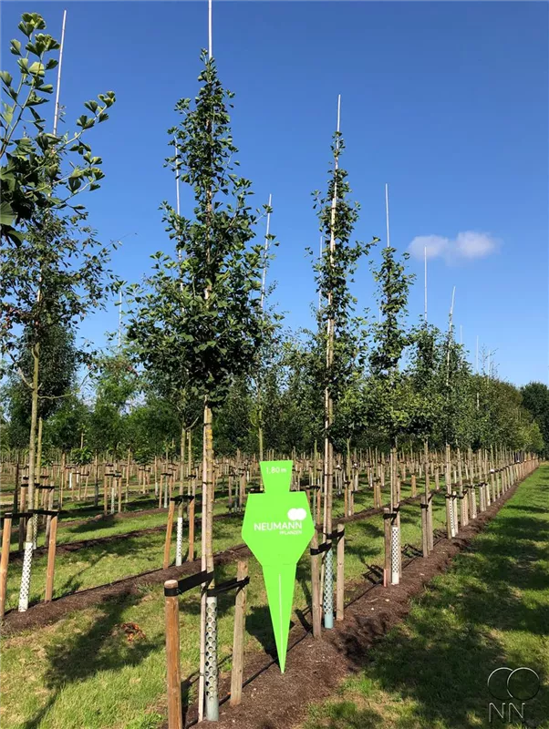 Ginkgo biloba