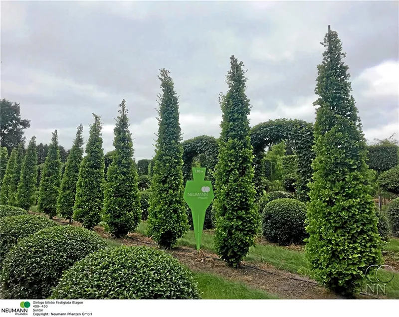 Ginkgo biloba 'Fastigiata Blagon' -R-