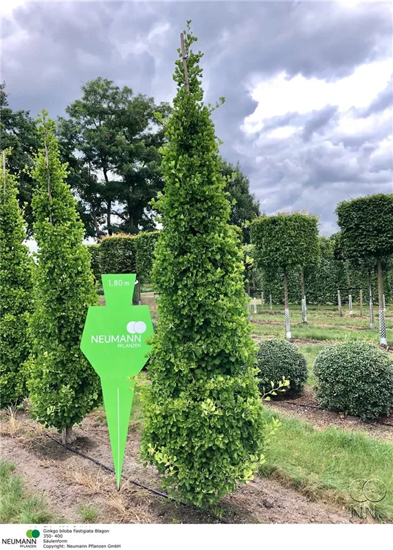 Ginkgo biloba 'Fastigiata Blagon' -R-