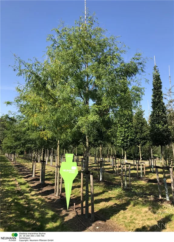 Gleditsia triacanthos 'Skyline'
