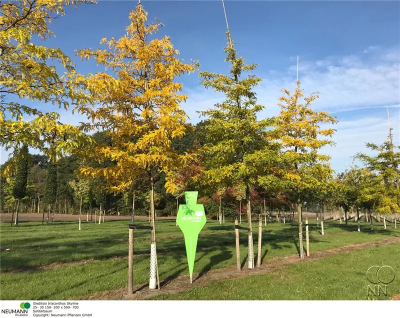 Gleditsia triacanthos 'Skyline'