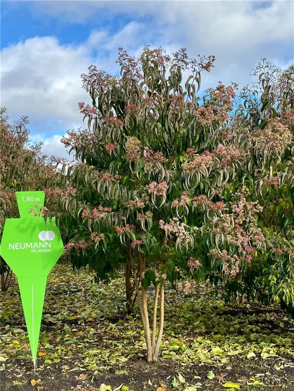 Heptacodium miconioides