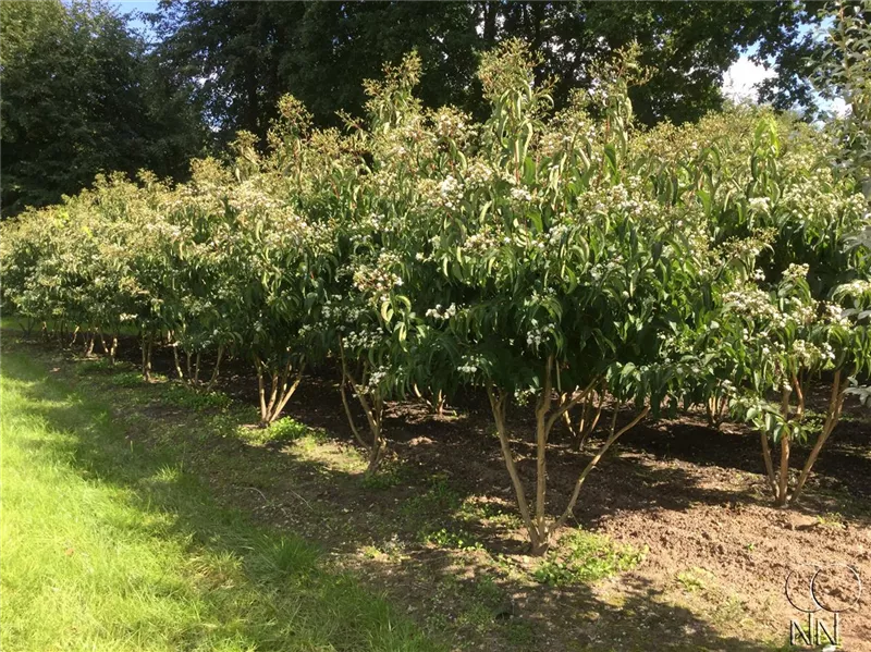 Heptacodium miconioides