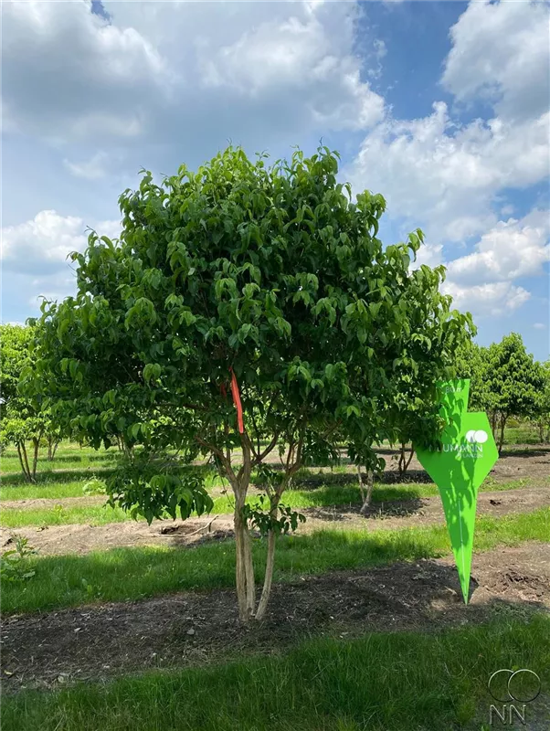 Heptacodium miconioides