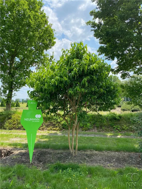 Heptacodium miconioides