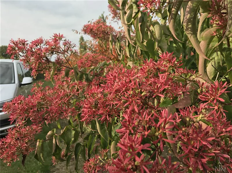 Heptacodium miconioides