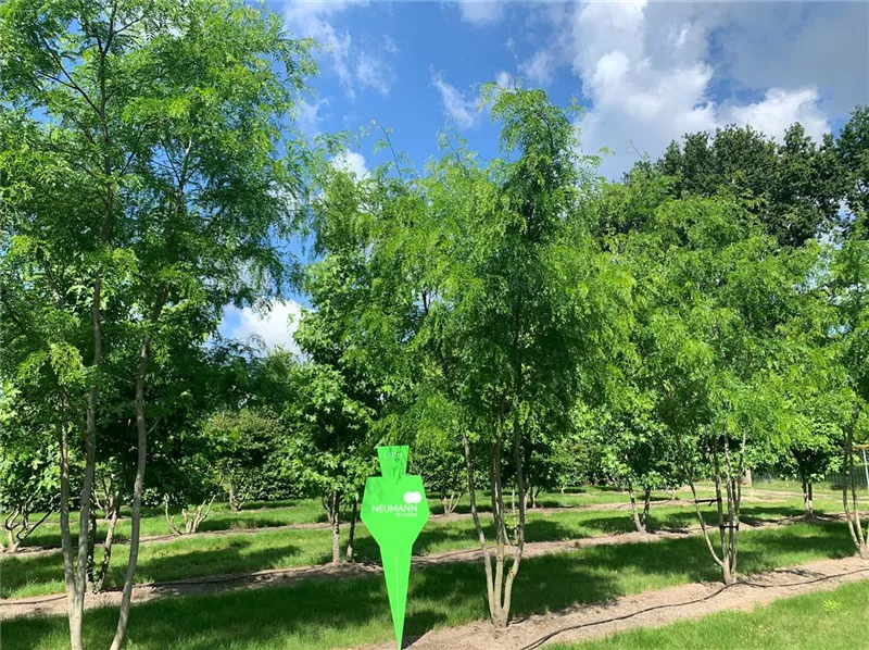 Gleditsia triacanthos 'Skyline'