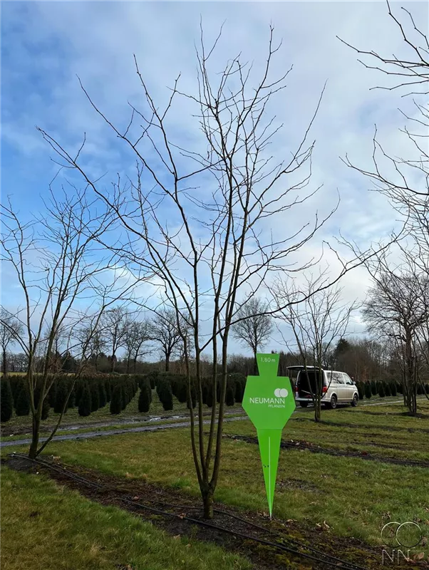 Gleditsia triacanthos 'Skyline'