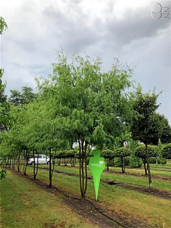 Gleditsia triacanthos 'Skyline'