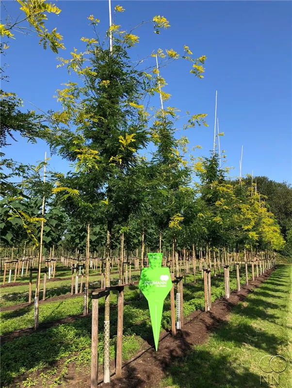 Gleditsia triacanthos 'Sunburst'