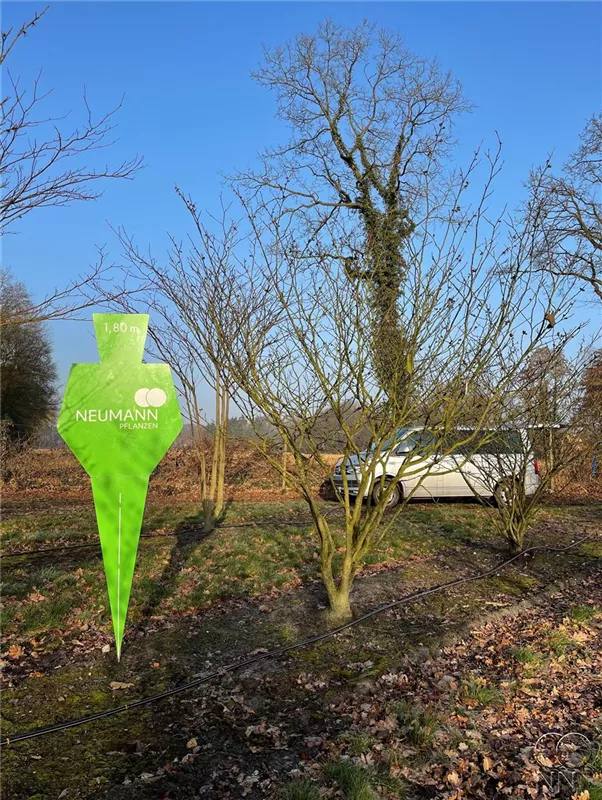 Hamamelis interm.'Feuerzauber'