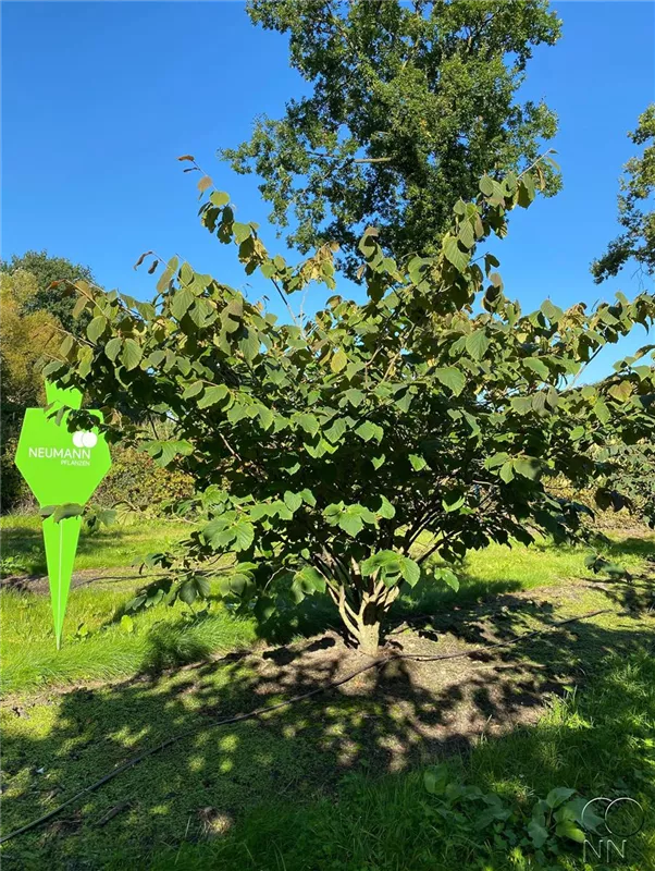 Hamamelis interm.'Feuerzauber'