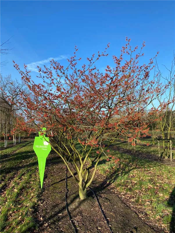 Hamamelis interm.'Jelena'