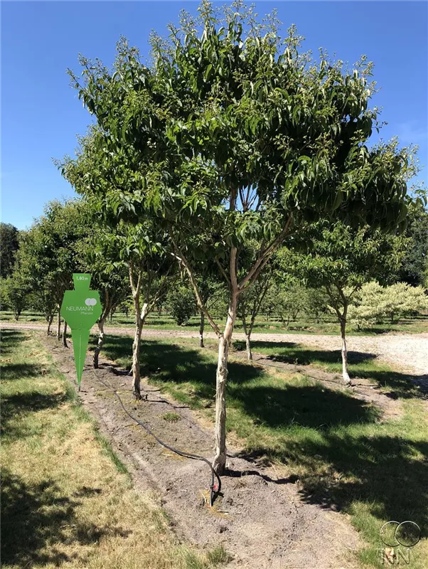 Heptacodium miconioides