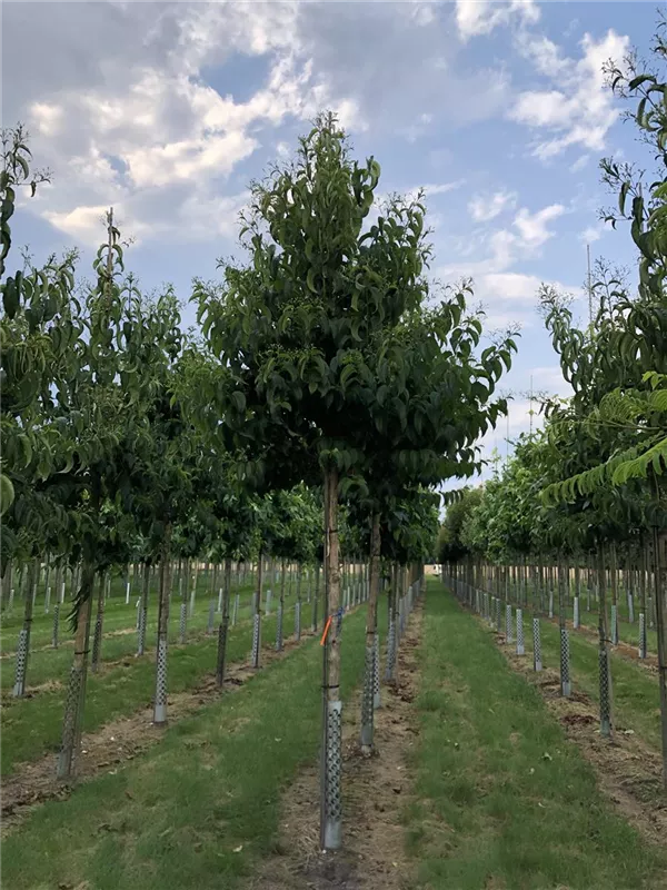 Heptacodium miconioides