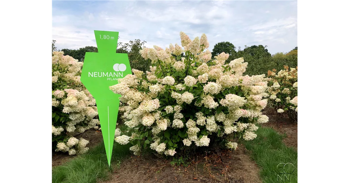 Hydrangea panic. Grandiflora Rispenhortensie Grandiflora Neumann Pflanzen