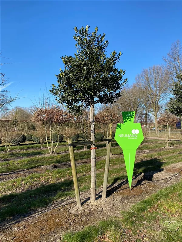 Ilex mutchagara 'Nellie R.Stevens'